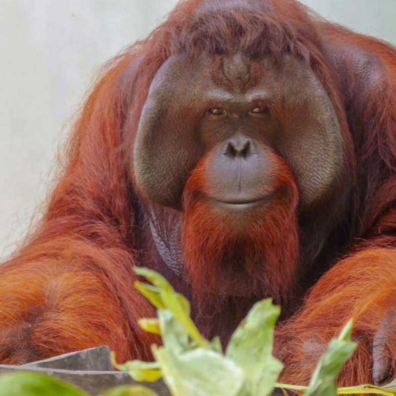JoJo grew into a large male orangutan