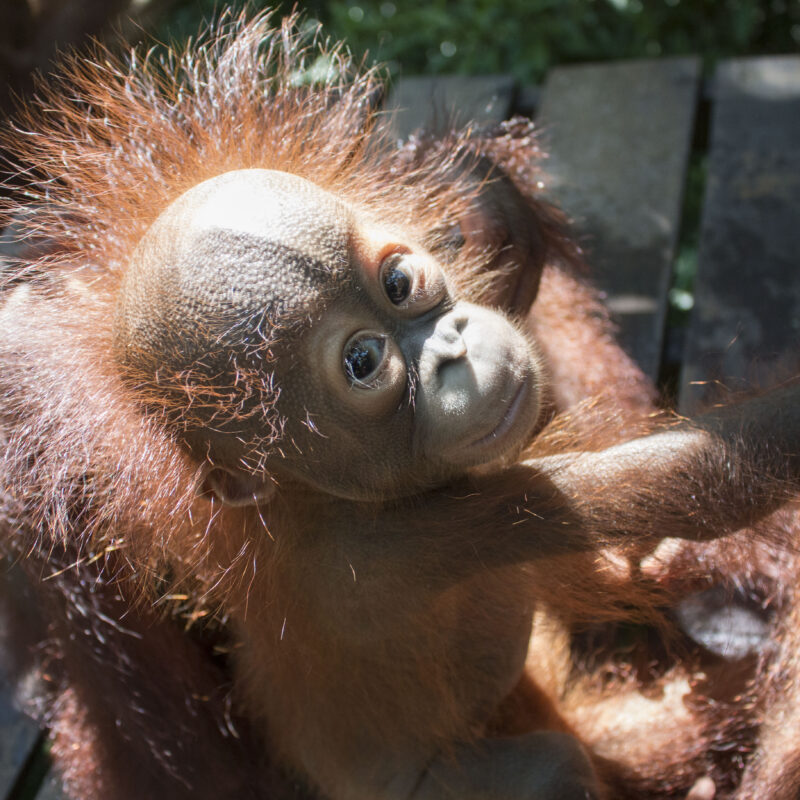 Gatot in baby school