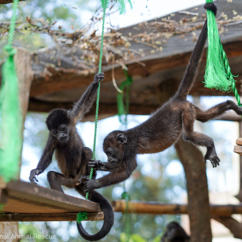 They learn all the skills they will need in the outdoor enclosures