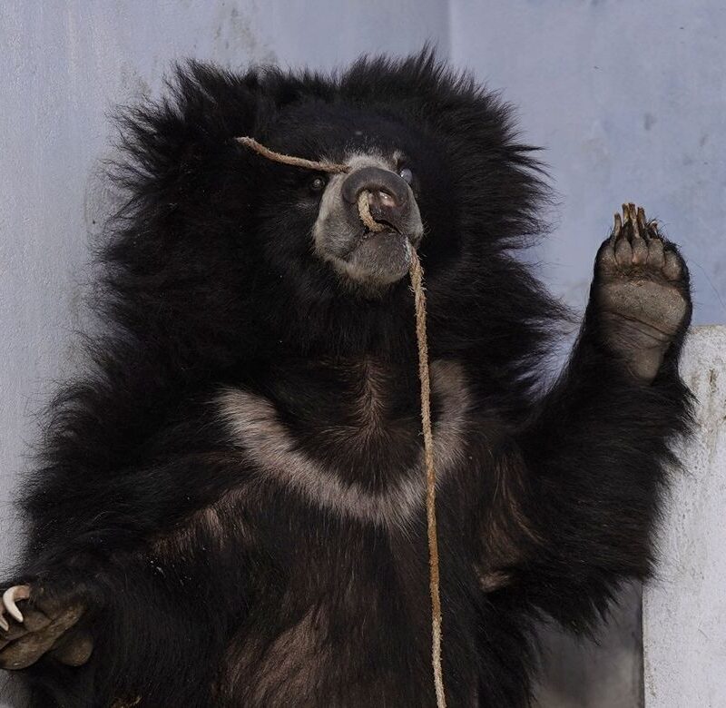 Gracie had been abused as a dancing bear