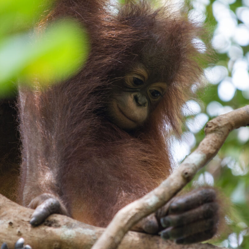 He was soon learning to climb and forage