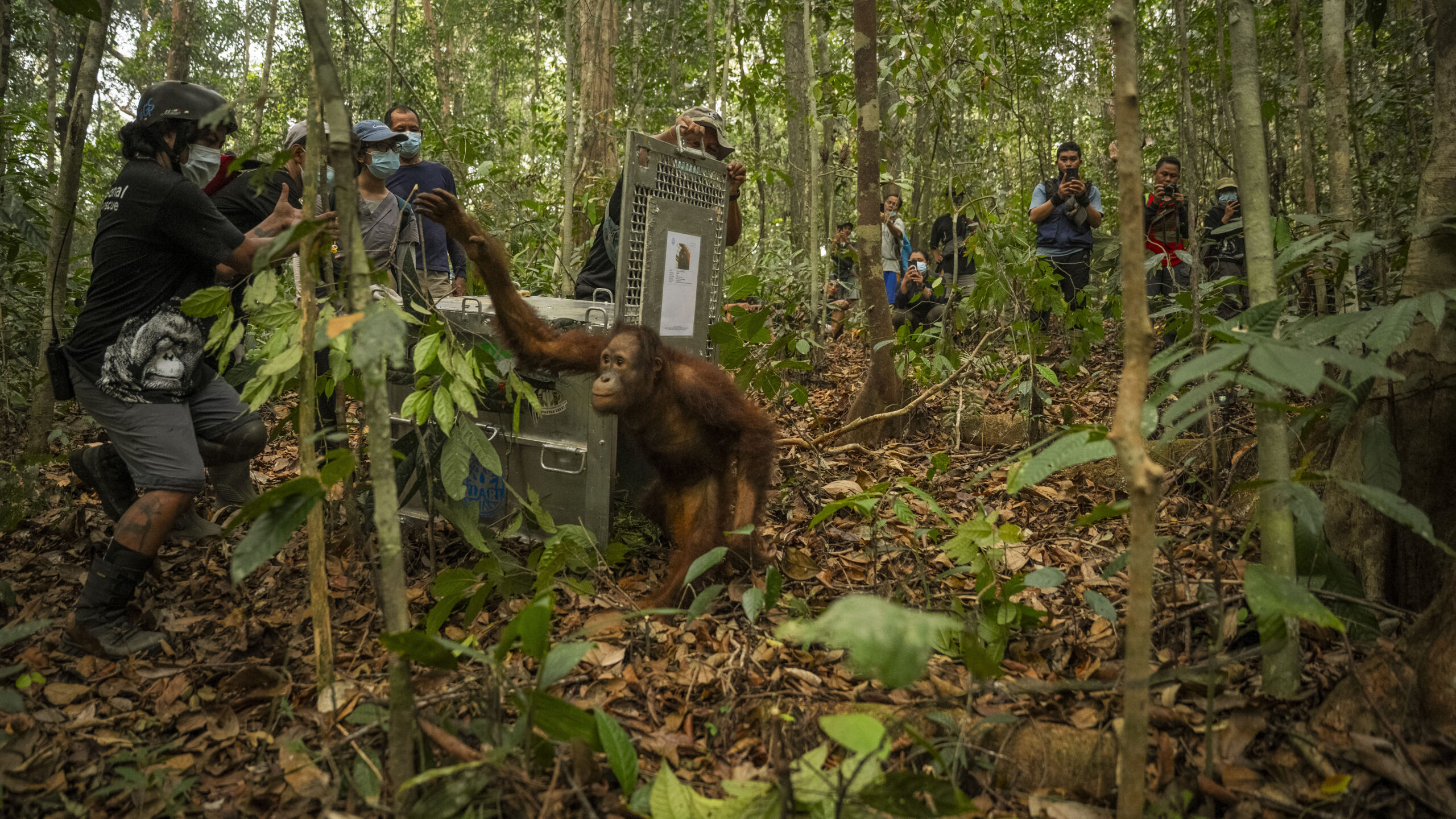 Young orangutan coming out of a transportation crate into a forest after being rescued from forest fires.
