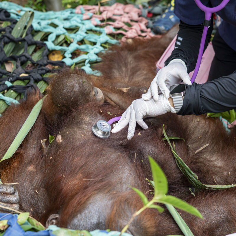 Mama & baby Yuni - 2026