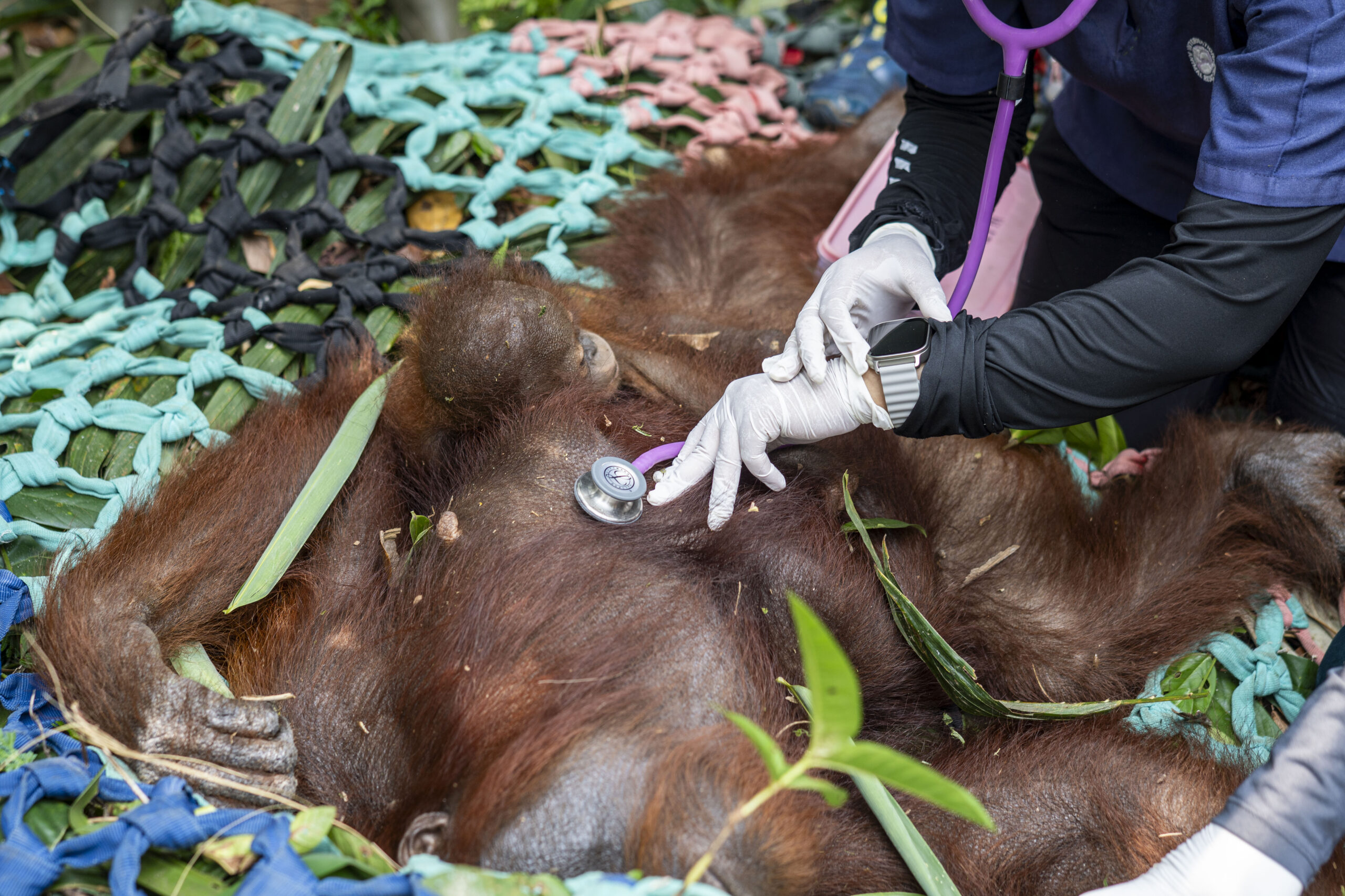 Mother and baby orangutan being treated by vets following forest fire