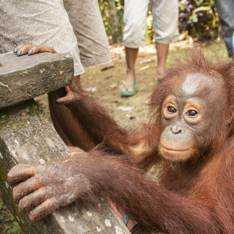 Kenaya was found chained up by a pigsty