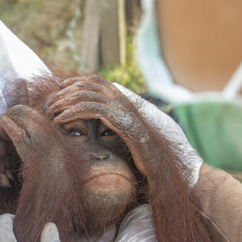 Kenaya frightened during rescue