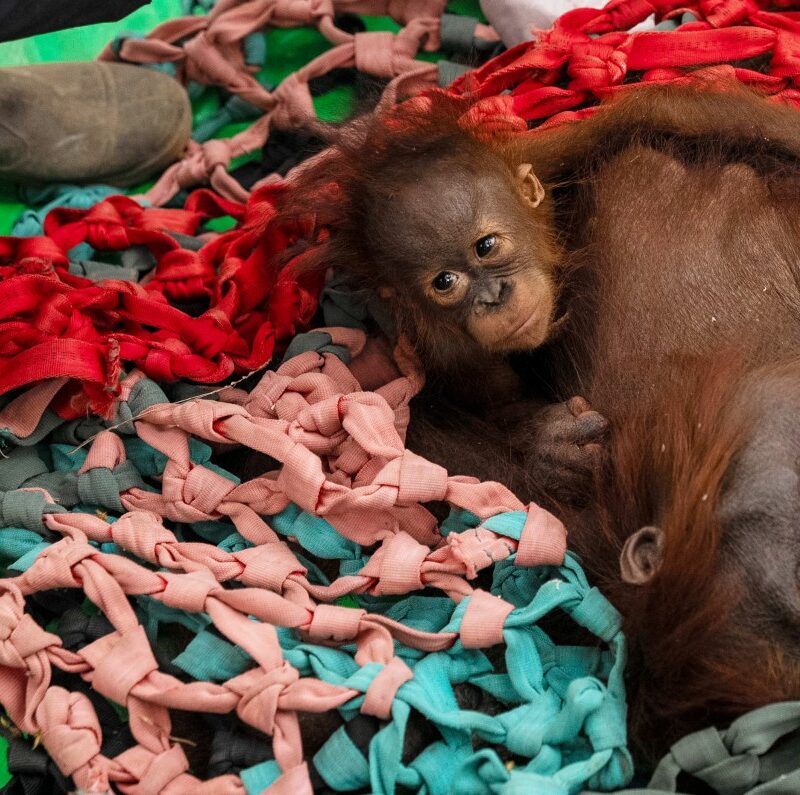 Mama & baby Penja - 2026
