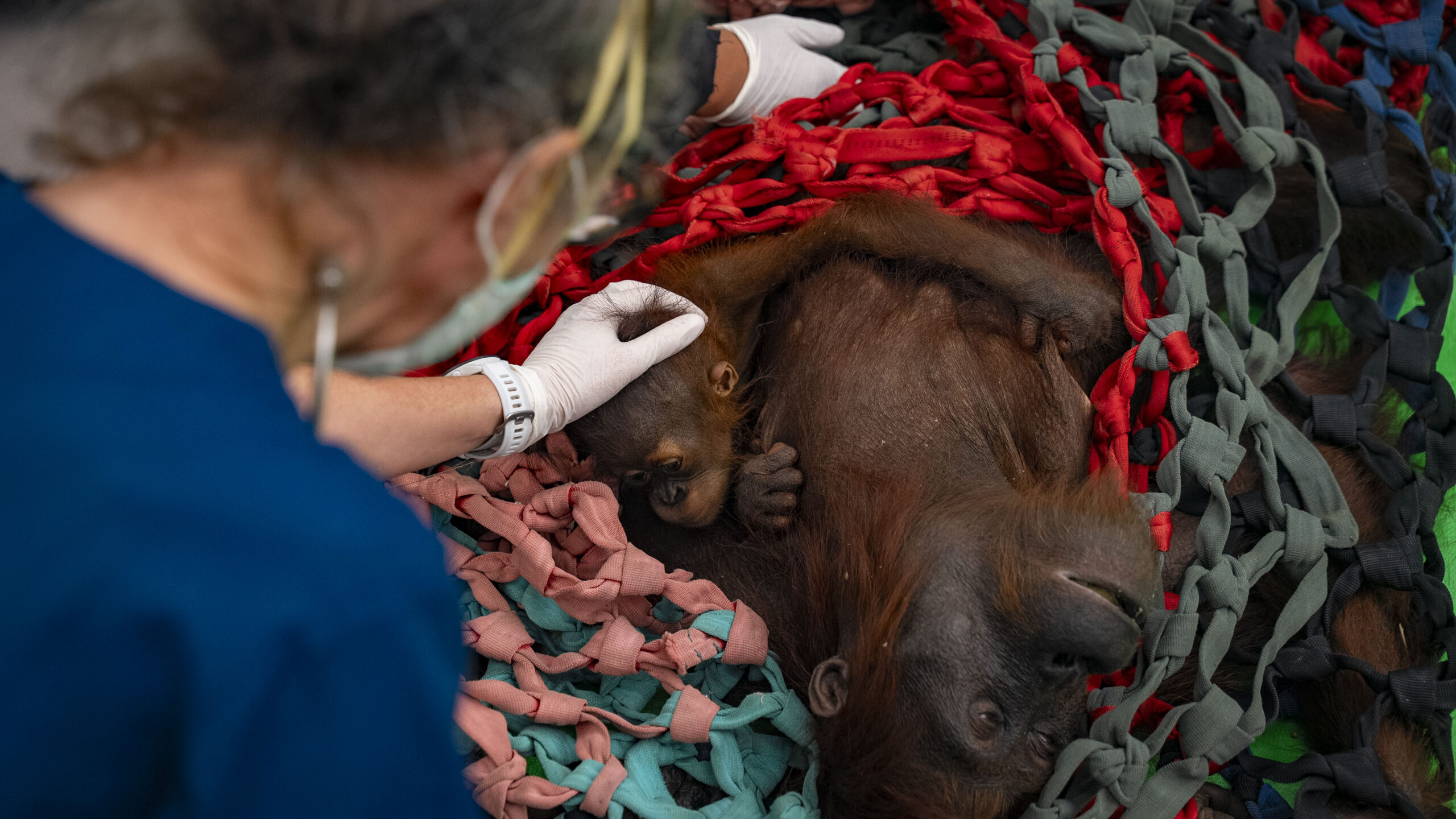 Female orangutan and her baby being treated by a vet after forest fire
