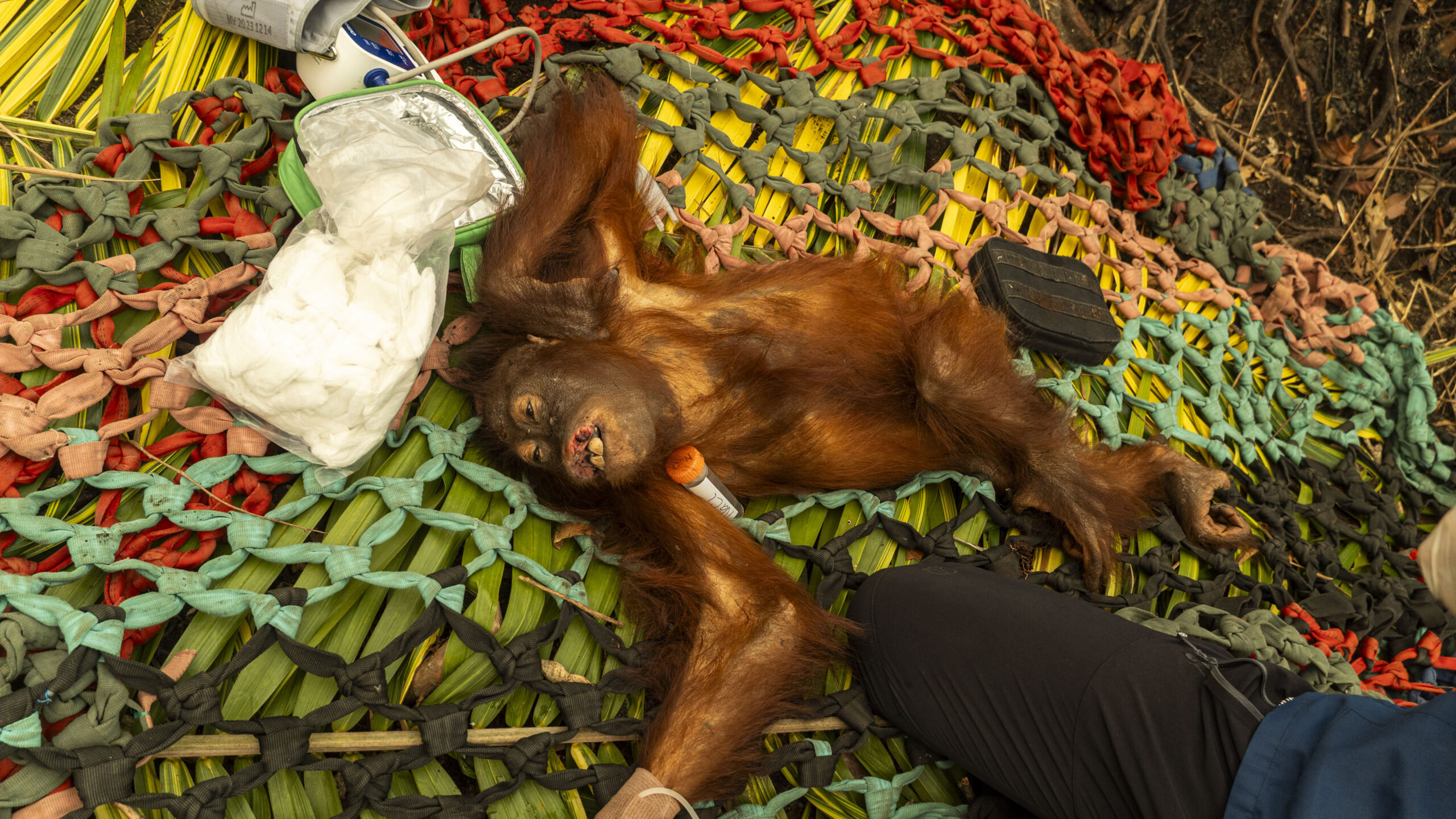 Lusi, a young orangutan, lies sedated on a colourful rescue net. A drip line runs to her hand, with a fluid bag beside her head, as a rescuer kneels close by.