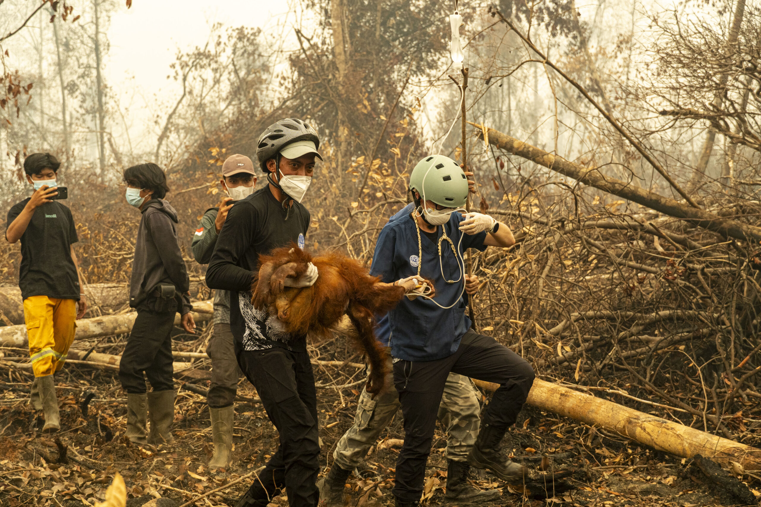 A rescuer in a helmet and face mask carries Lusi, a young orangutan, through smoky, burnt forest. A vet with a stethoscope walks beside them, holding her arm.