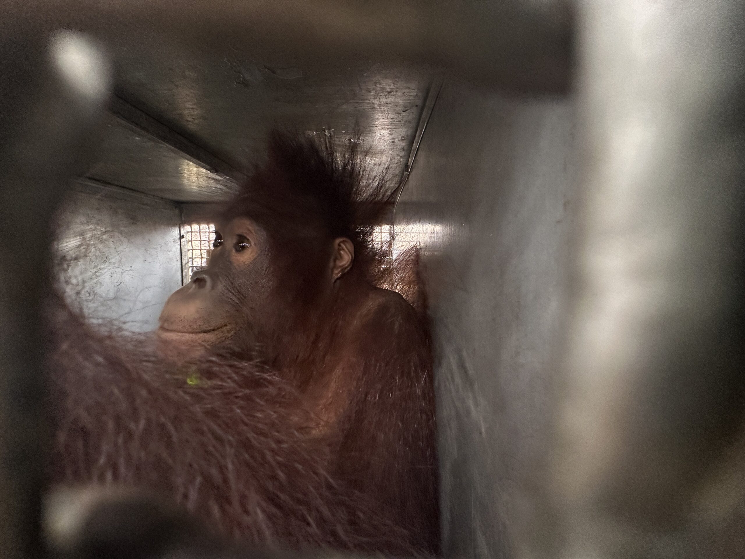 Riri, a young orangutan, looks out from behind the bars of an enclosure at YIARI’s rescue centre.