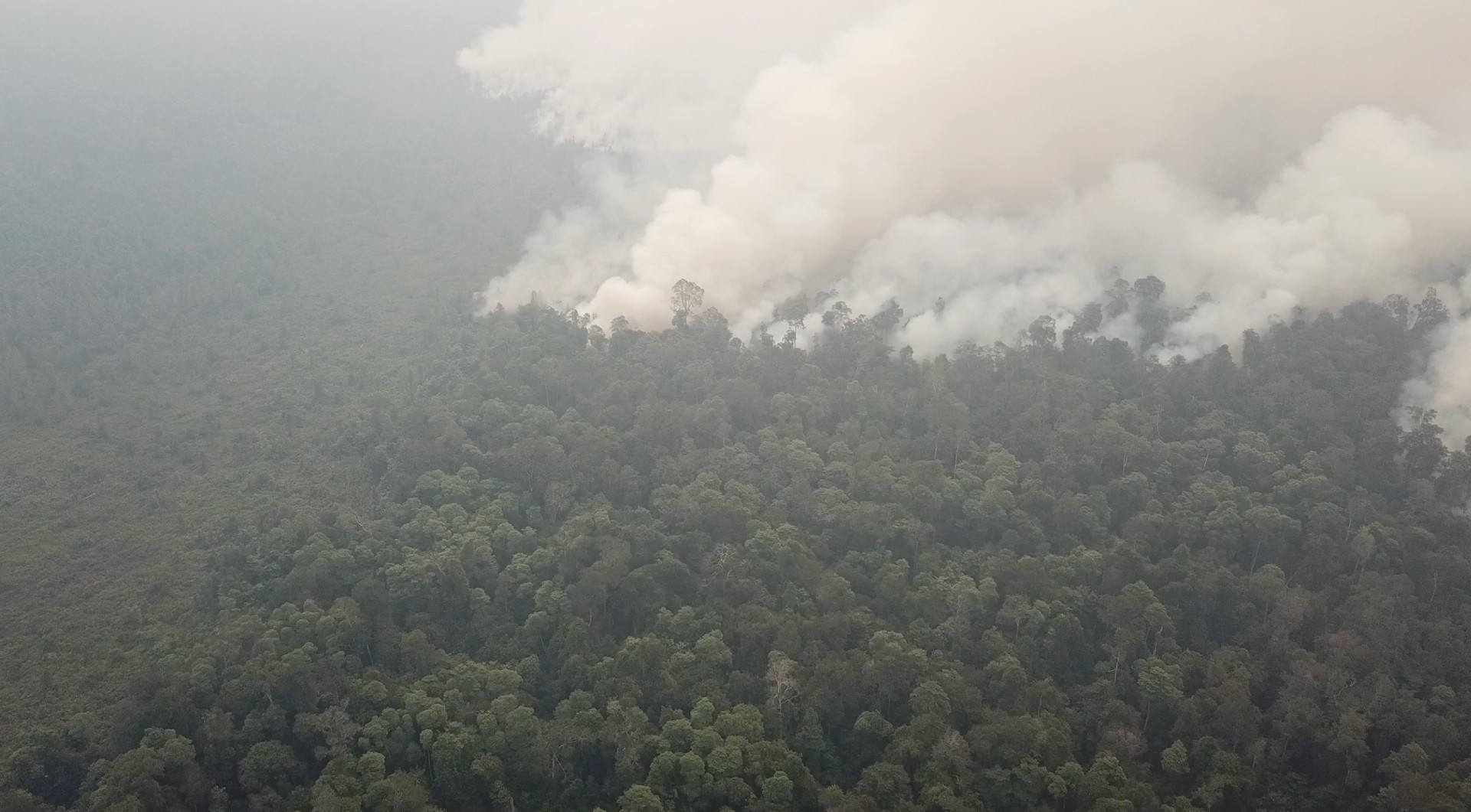 Rainforest with large smoke cloud due to fire