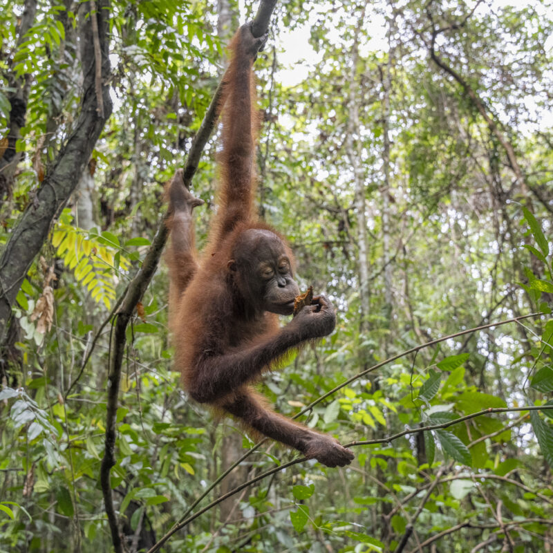 Gatot graduates to forest school