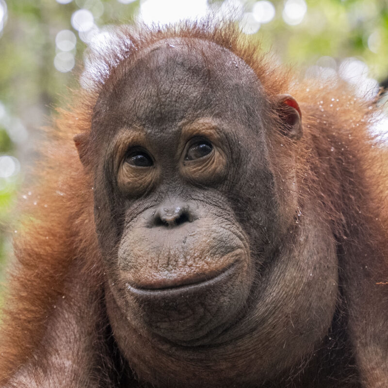 Gatot in 2025