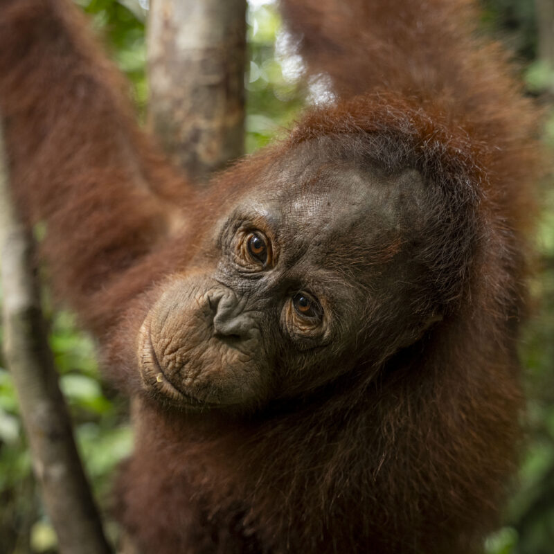 Rahman is growing into a strong orangutan