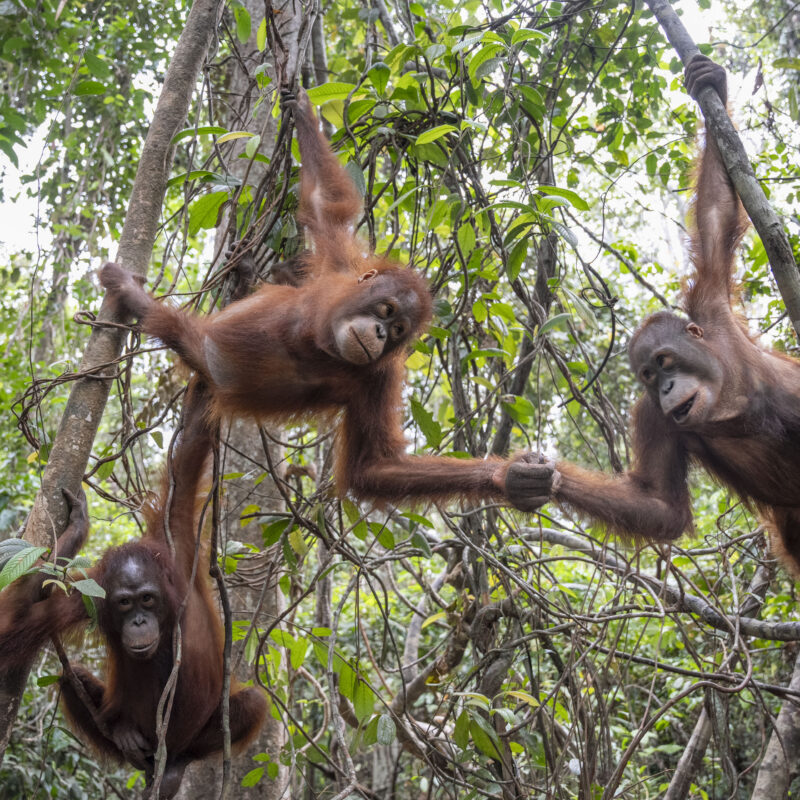 Enjoying playing with other orangutans
