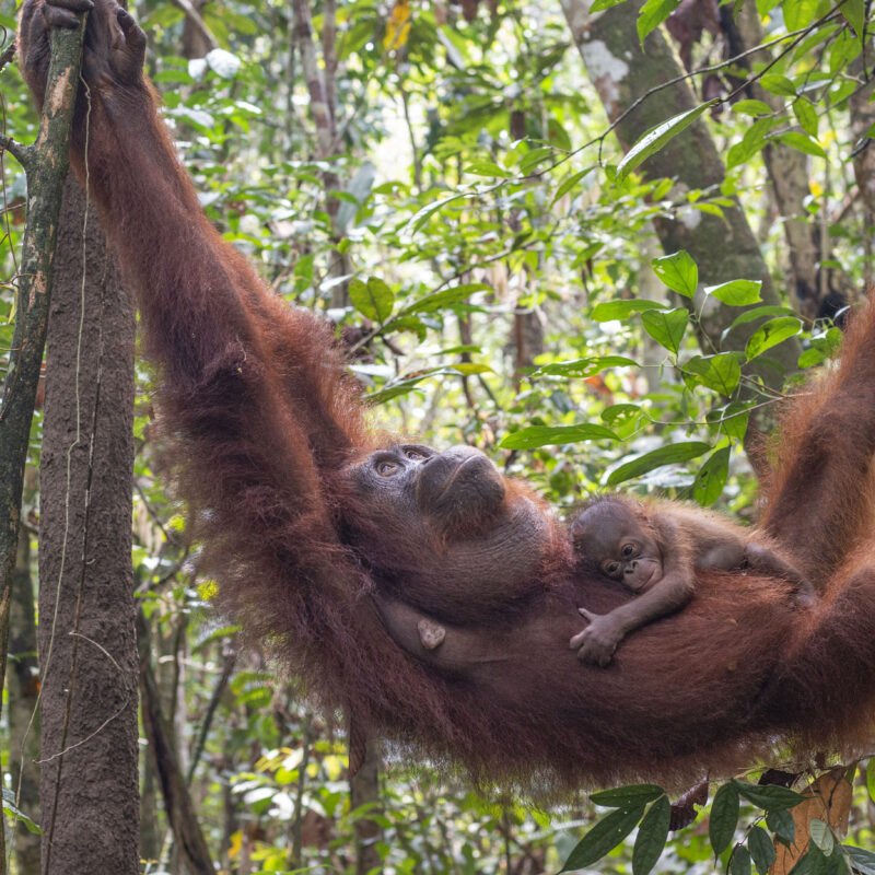 Peni rehabilitated organutan spotted with new baby