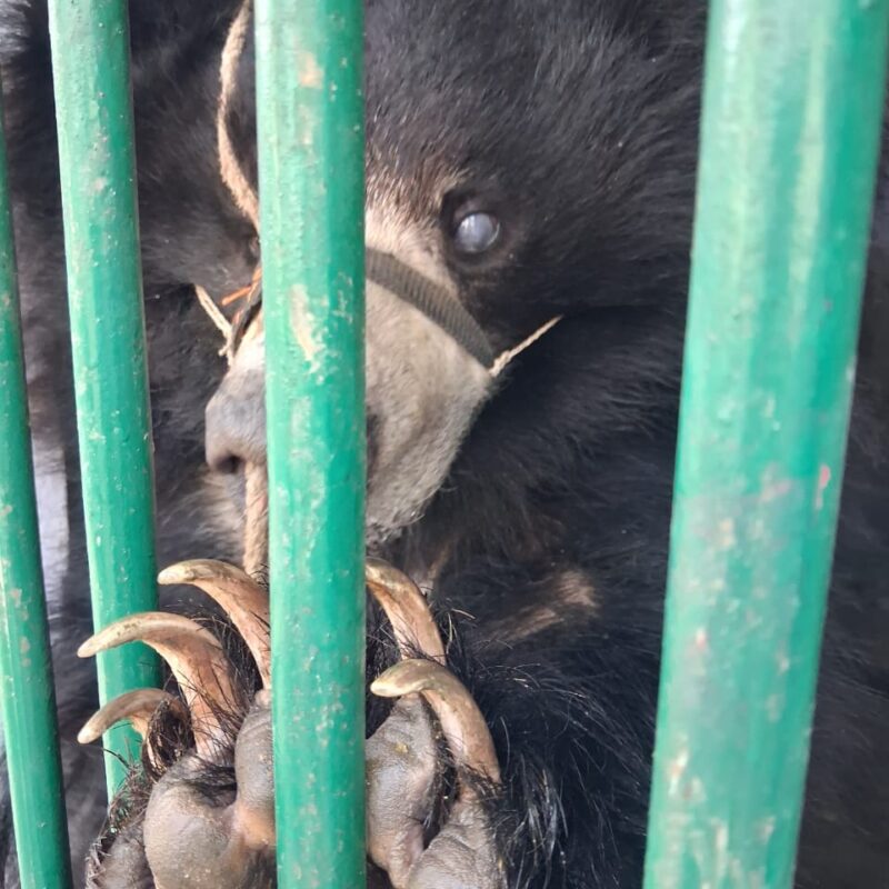 Gracie before rescue