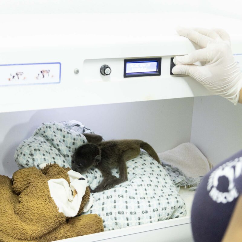 Orphaned howlers need 24 hour care