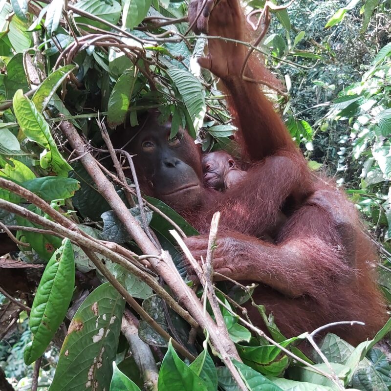 Desi previously rescued and rehabilitate spotted in the wild with a new baby