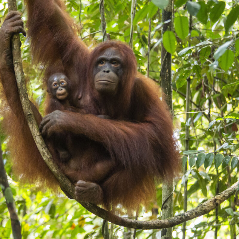 Shila, a rehabilitated orangutan spotted after giving birth in the wild